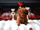 Orjinal Toy Poodle Erkek Dişi Red Yavru Şecereli Anne Baba