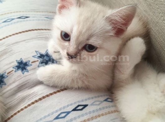 British Shorthair görsel