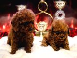 Orjinal Toy Poodle Erkek Dişi Red Yavru Şecereli Anne Baba