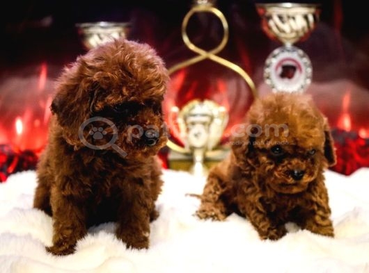 Orjinal Toy Poodle Erkek Dişi Red Yavru Şecereli Anne Baba görsel