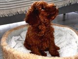 Toy Poodle 3 Aylık Orjinal