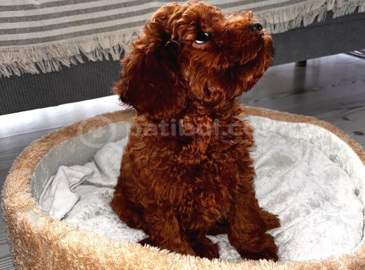 Toy Poodle 3 Aylık Orjinal görsel