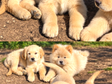 Son 3 Erkek Golden Retriever