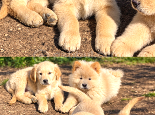 Son 3 Erkek Golden Retriever görsel