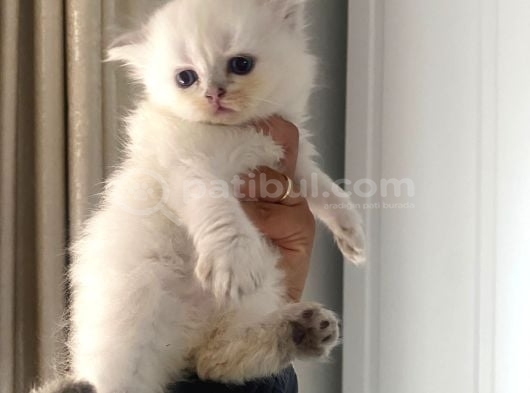 Longhair Yavrularimiz Hazir görsel