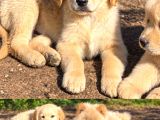 Son 3 Erkek Golden Retriever