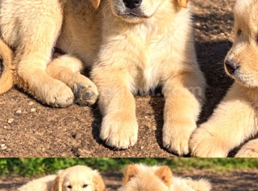 Son 3 erkek golden retriever
