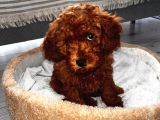 Toy Poodle 3 Aylık Orjinal