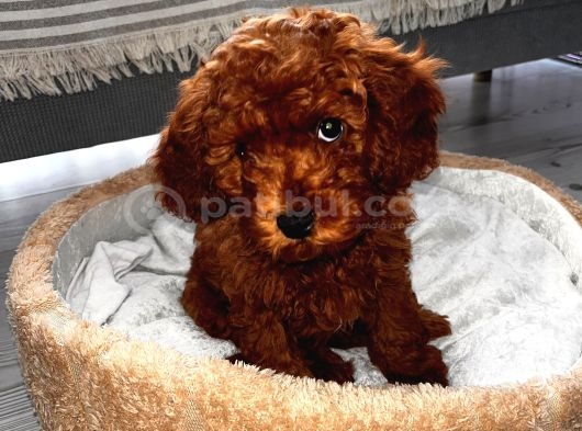 Toy Poodle 3 Aylık Orjinal