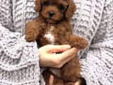 Üst Kali̇te Toy Poodle Yavrular