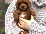 Üst Kali̇te Toy Poodle Yavrular
