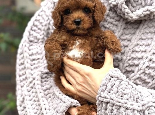 Üst Kali̇te Toy Poodle Yavrular görsel