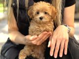 Yurt Dişi Gi̇ri̇şli̇ Malti̇poo Yavrular