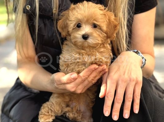 Yurt Dişi Gi̇ri̇şli̇ Malti̇poo Yavrular görsel