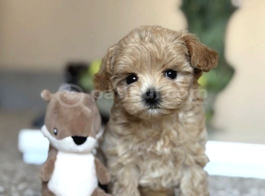 Safkan Güzel Malti̇poo Yavrularimiz