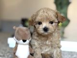 Safkan Güzel Malti̇poo Yavrularimiz