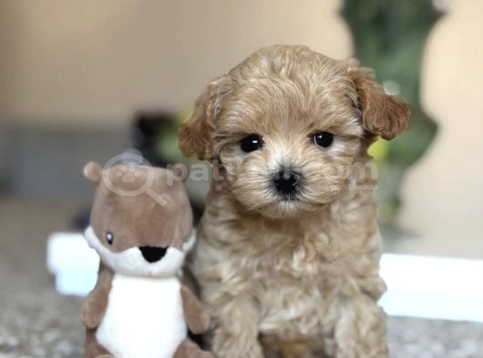Safkan Güzel Malti̇poo Yavrularimiz görsel