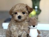 Safkan Güzel Malti̇poo Yavrularimiz