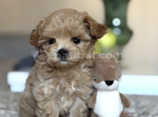Safkan Güzel Malti̇poo Yavrularimiz görsel