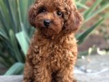 Safkan Bi̇blo Yüzlü Toy Poodle Yavrular