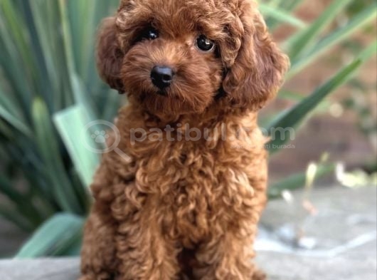Safkan Bi̇blo Yüzlü Toy Poodle Yavrular