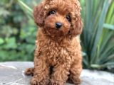 Safkan Bi̇blo Yüzlü Toy Poodle Yavrular