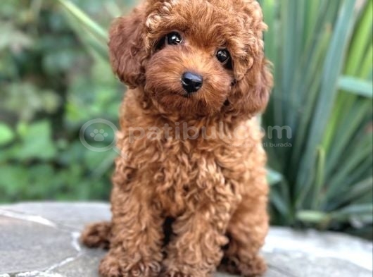 Safkan Bi̇blo Yüzlü Toy Poodle Yavrular görsel