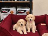 A Kalite Pamuk Gibi Golden Bebekler
