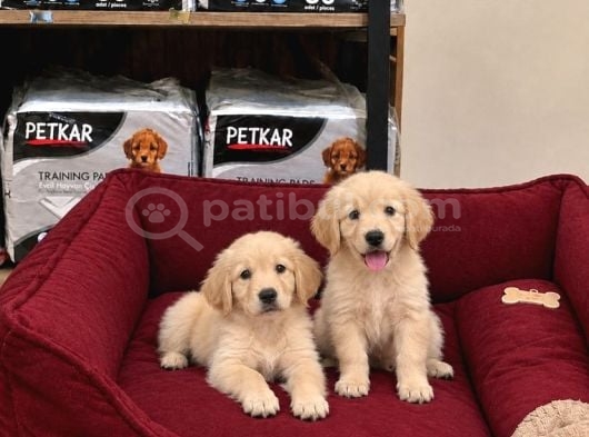 A kalite pamuk gibi golden bebekler