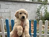 Son 3 Erkek Golden Retriever