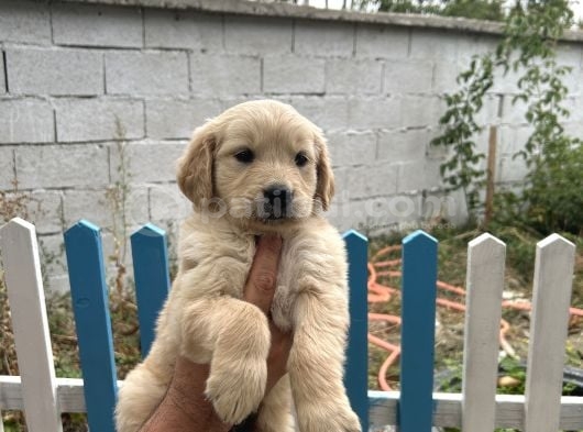 Son 3 Erkek Golden Retriever görsel