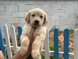 Son 3 Erkek Golden Retriever