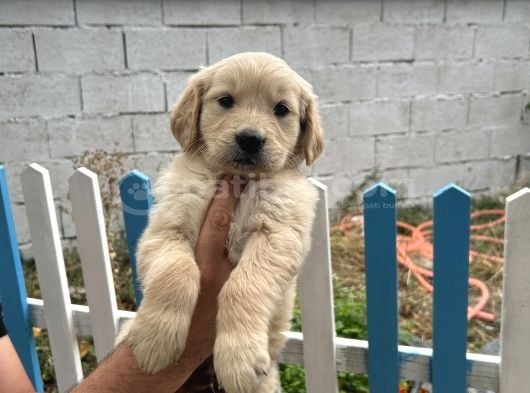 Son 3 Erkek Golden Retriever görsel