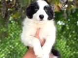 Son Iki Erkek Bordercollie