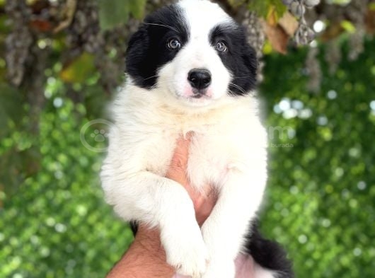 Son Iki Erkek Bordercollie görsel