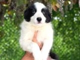 Son Iki Erkek Bordercollie