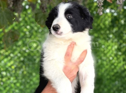 Son Iki Erkek Bordercollie görsel