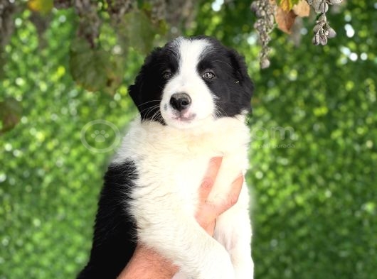 Son Iki Erkek Bordercollie görsel