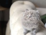 Aşiri Sevi̇mli̇ Güzel Surat Bri̇ti̇sh Longhai̇r Yavrum