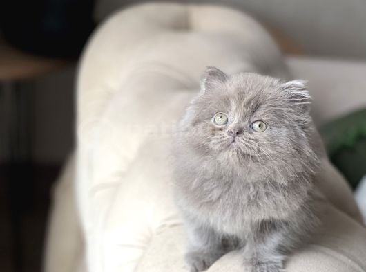 Aşiri Sevi̇mli̇ Güzel Surat Bri̇ti̇sh Longhai̇r Yavrum görsel