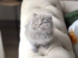 Aşiri Sevi̇mli̇ Güzel Surat Bri̇ti̇sh Longhai̇r Yavrum