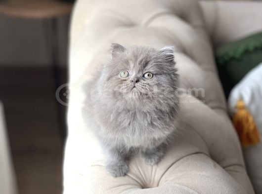 Aşiri Sevi̇mli̇ Güzel Surat Bri̇ti̇sh Longhai̇r Yavrum görsel
