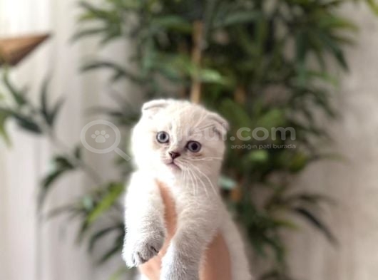 SCOTTISH FOLD  SILVER YAVRULARIM