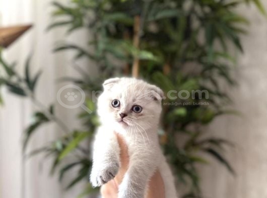 Scottish Fold  Silver Yavrularim görsel