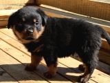 Hayali̇ni̇zdeki̇ Rottweiler Yavrusu Si̇zi̇ Bekli̇yor