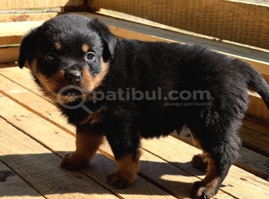 HAYALİNİZDEKİ ROTTWEILER YAVRUSU SİZİ BEKLİYOR