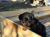 Hayali̇ni̇zdeki̇ Rottweiler Yavrusu Si̇zi̇ Bekli̇yor