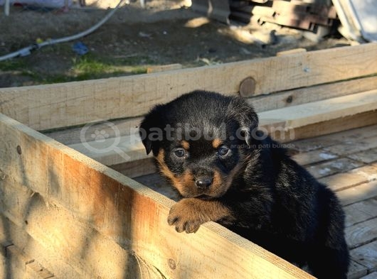 Hayali̇ni̇zdeki̇ Rottweiler Yavrusu Si̇zi̇ Bekli̇yor görsel