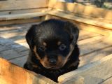 Hayali̇ni̇zdeki̇ Rottweiler Yavrusu Si̇zi̇ Bekli̇yor