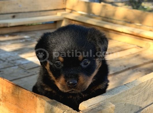 Hayali̇ni̇zdeki̇ Rottweiler Yavrusu Si̇zi̇ Bekli̇yor görsel